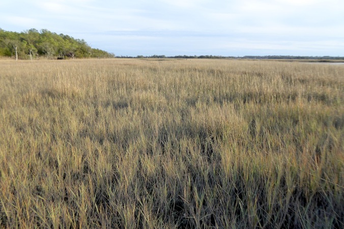 brown grass in salt marsh meadow