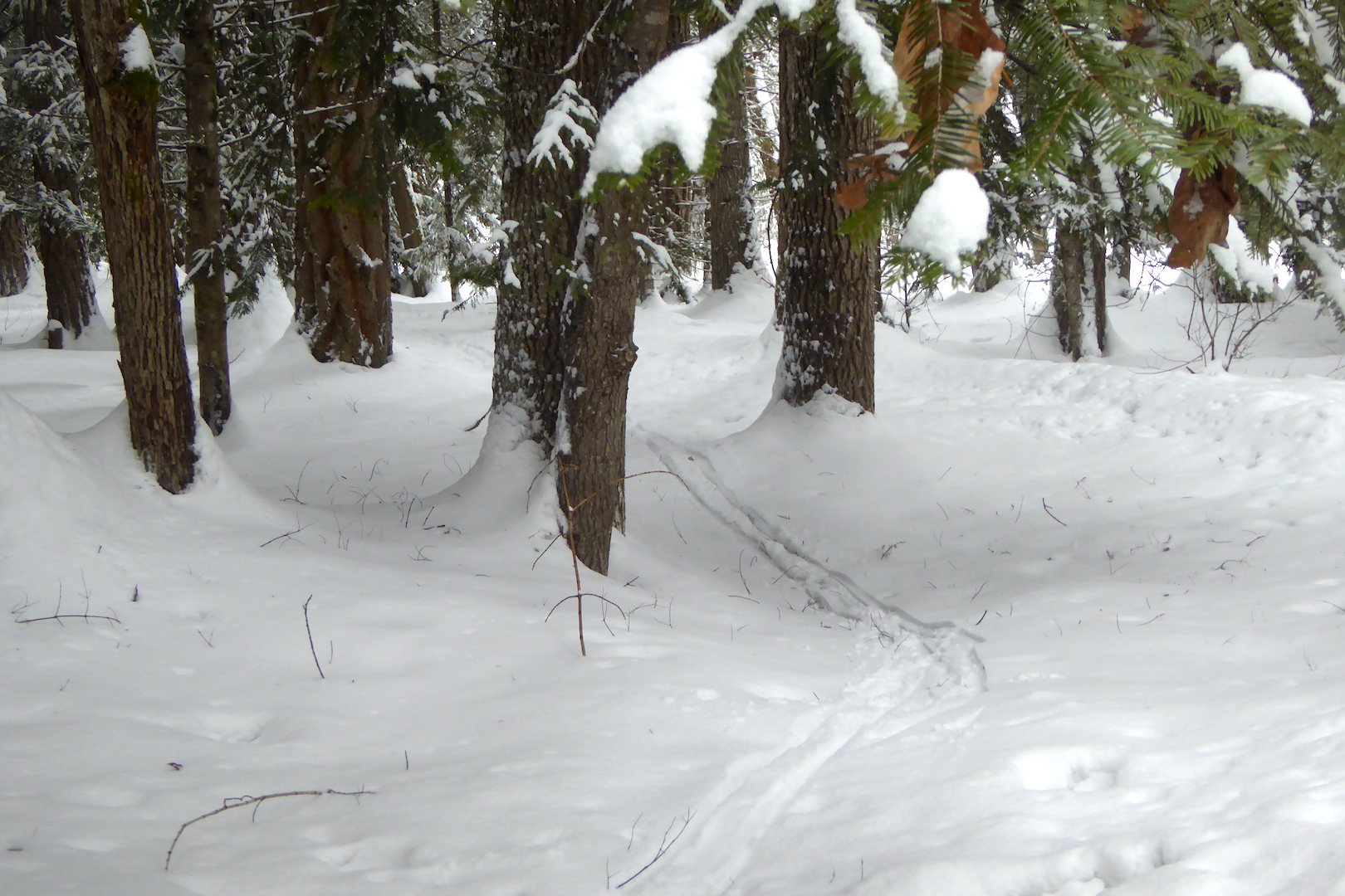 ski tracks through forest
