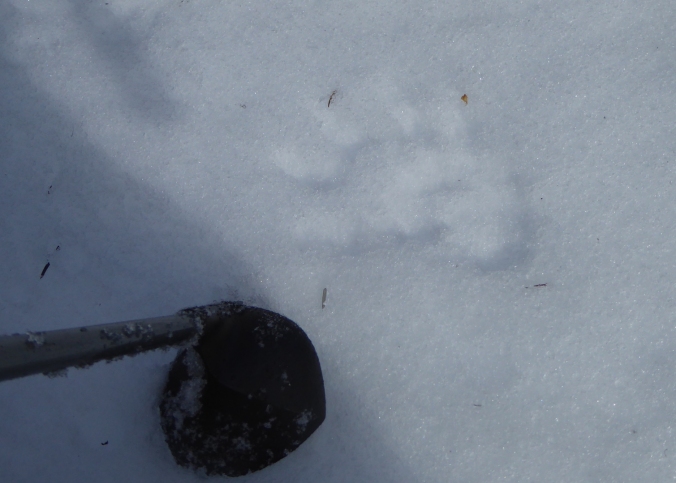 wolverine track in snow next to basket on bottom of ski pole.