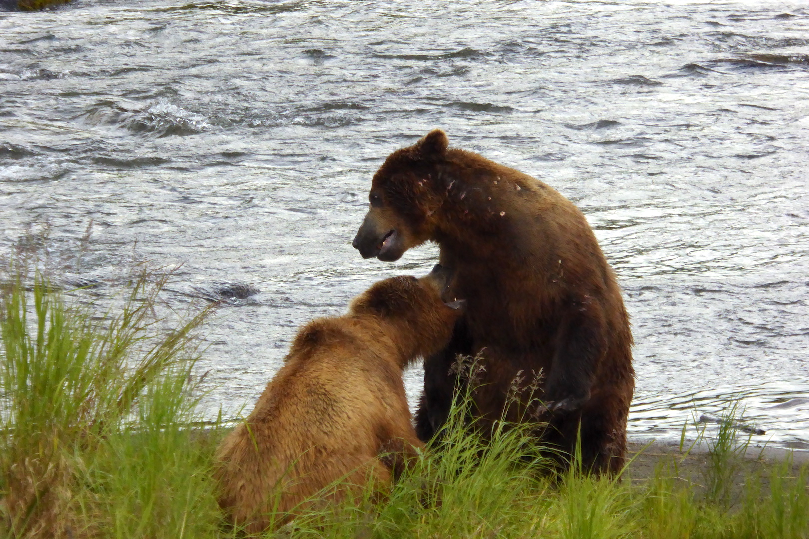 IV. The Role of Male Grizzly Bears in the Mating Process