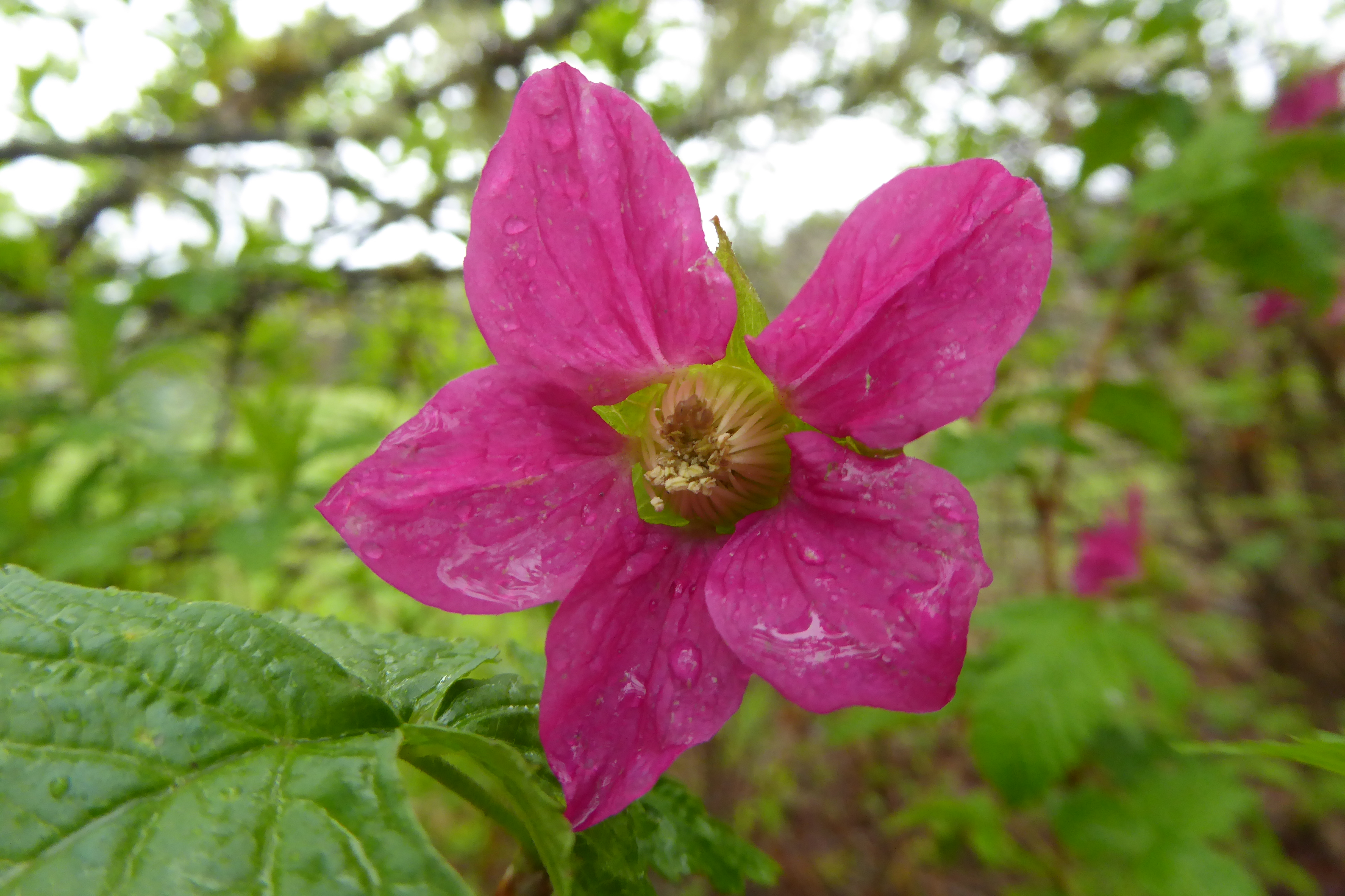 magenta colored flower with five petals