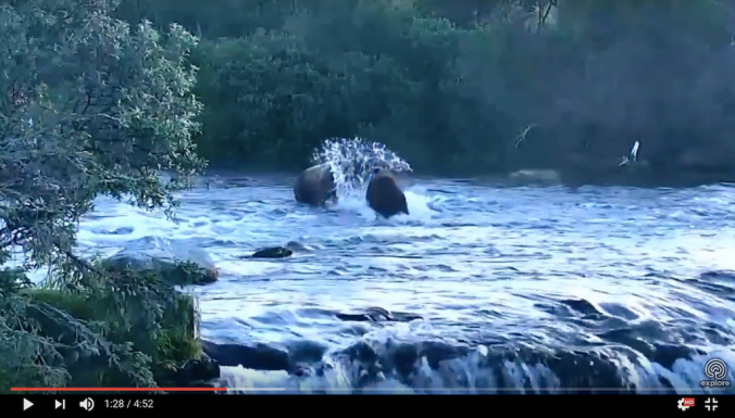 screen shot from video. bear swats at another, splashing water
