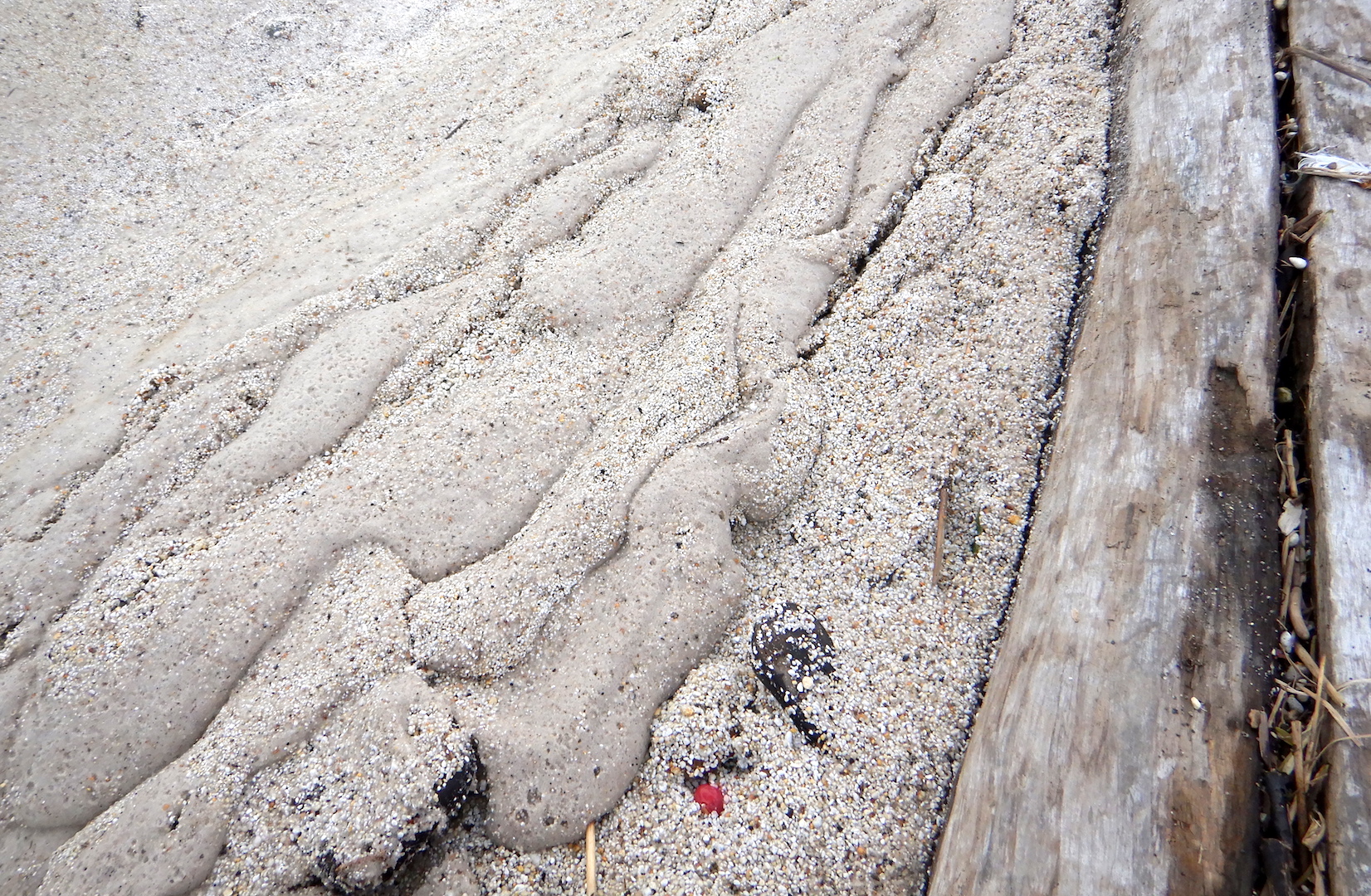 wet tan-colored sand next to log