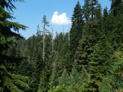 view of high-elevation old-growth forest