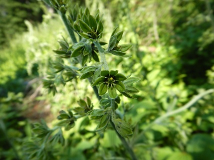 green-petaled flower