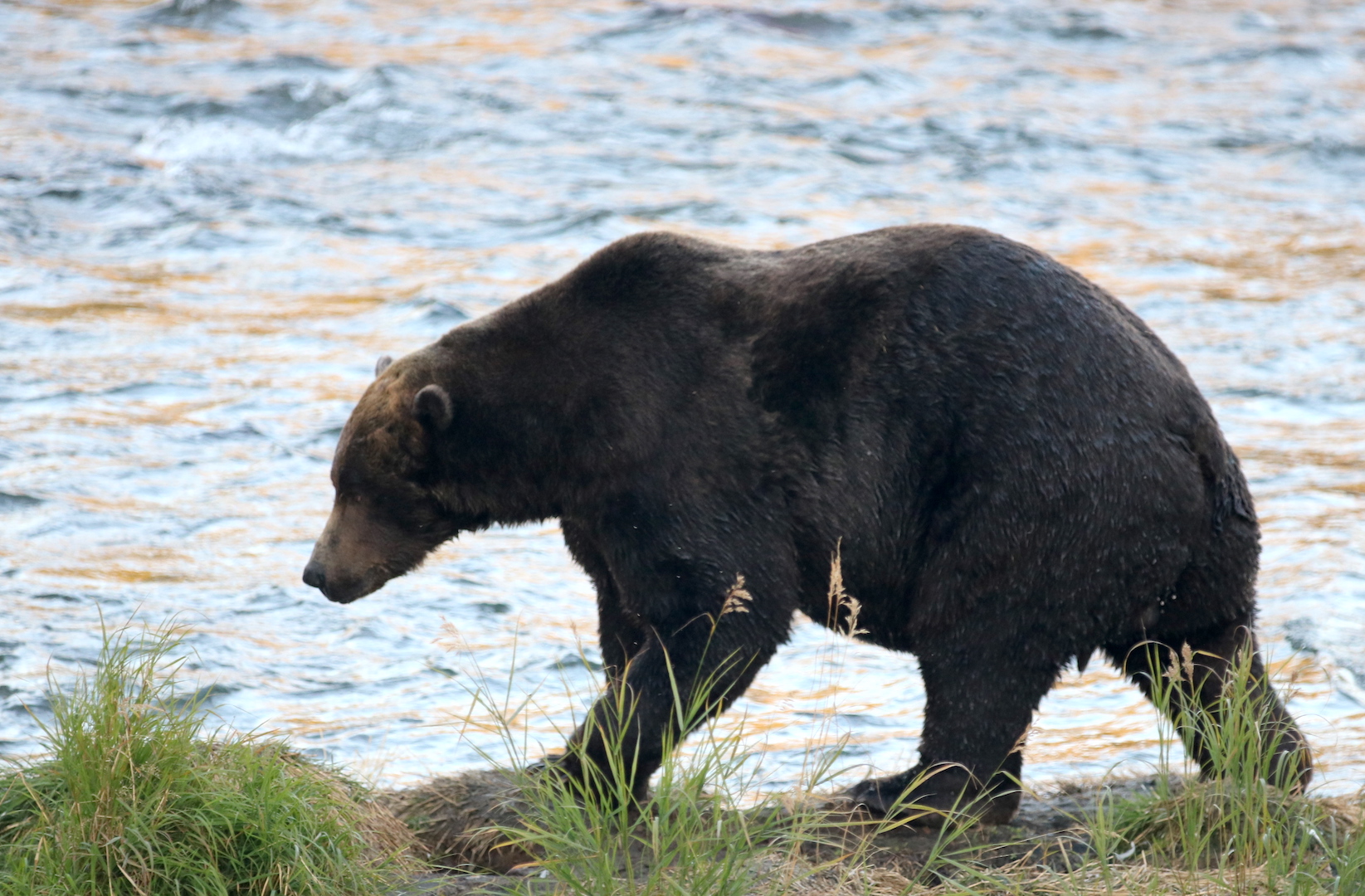 profile of bear walking along edge of river