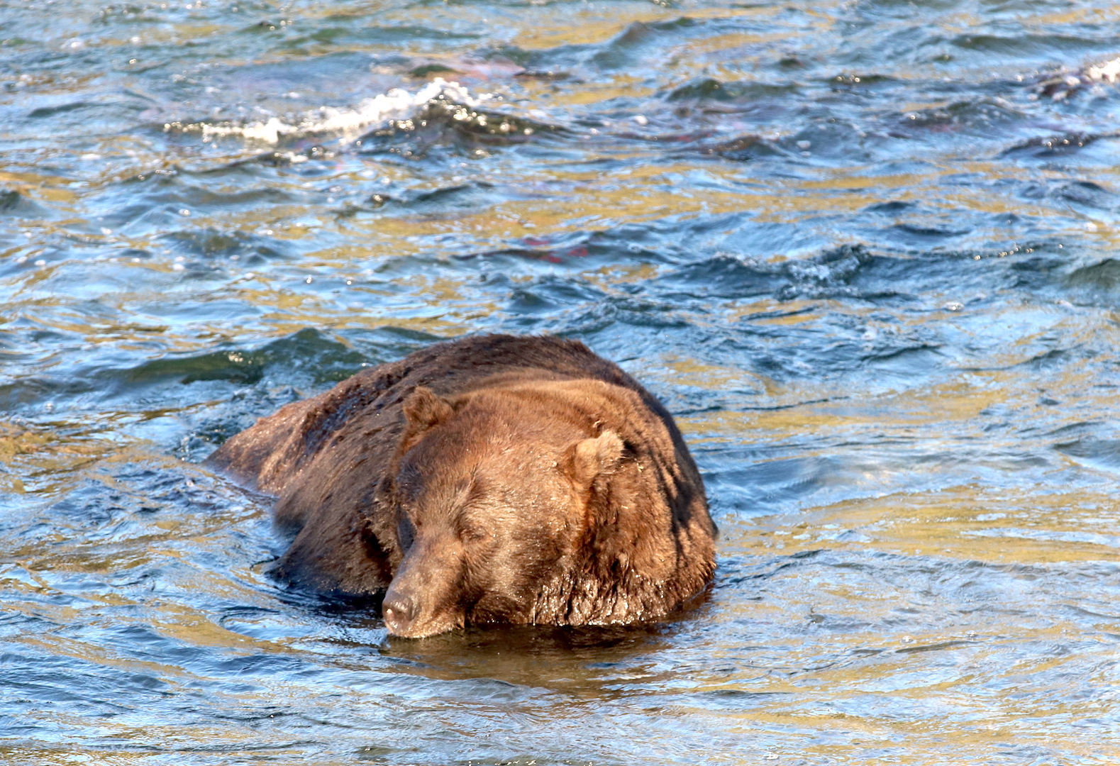 bear lying in water facing photographer
