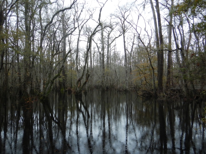 black water swamp in winter with reflections of trees in water