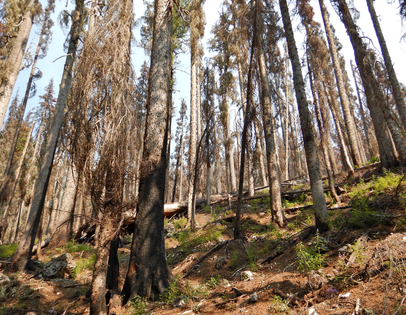 lightly burned forest with standing dead trees and some minor green vegetation on ground