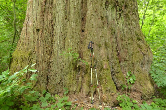 bole of large tree with two hiking poles leaning against it