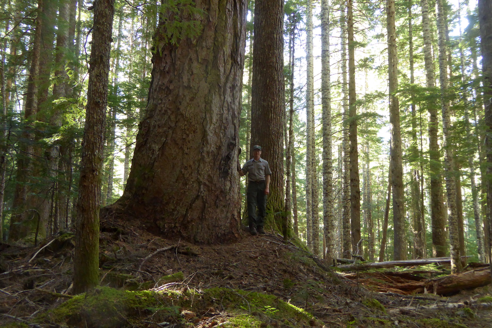 person standing next to trunk of large Douglas-fir