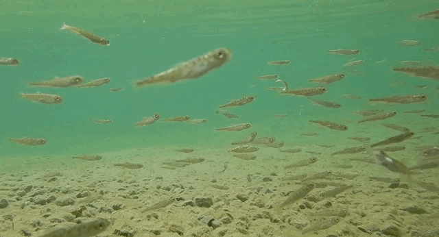 GIF of underwater footage of salmon fry. Water is clear. Salmon swim in current facing right over pebbly bottom.