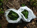 nettle leaves collected in mesh bags