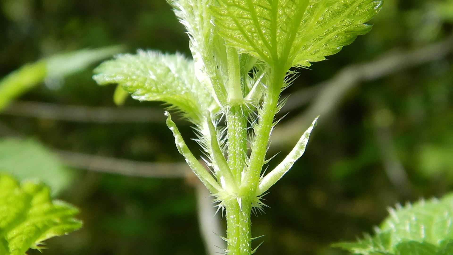 close-up view of young stinging nettle stem with many stinging hairs