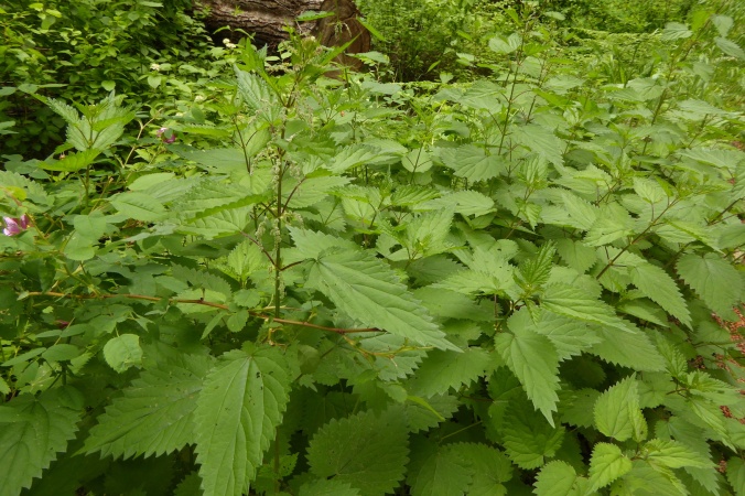 group of densely growing plants with toothed, heart-shaped leaves
