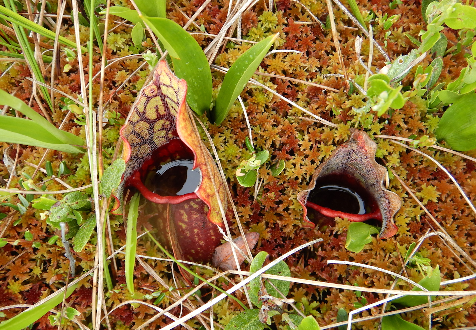 Pitcher plants growing out of a moss bed. Pitchers are red and photo looks into basin of the pitchers.