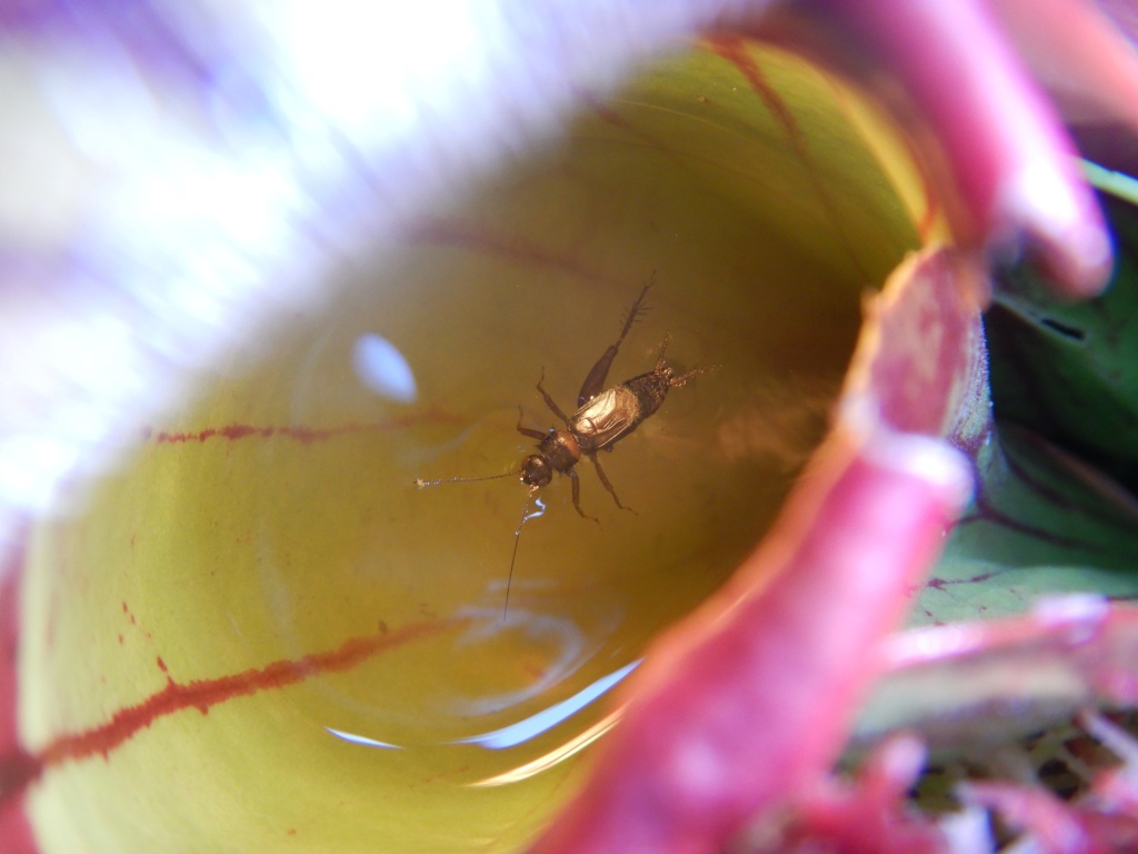 A cricket floating in a pitcher plant's bowl of water.