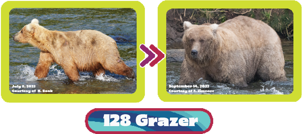 Early and late summer photos of 128 Grazer. Photo on left is Grazer on July 8. She is facing left and walking through water. Photo on right is from September 14, 2023. She is facing left and standing in belly deep water. She is round.