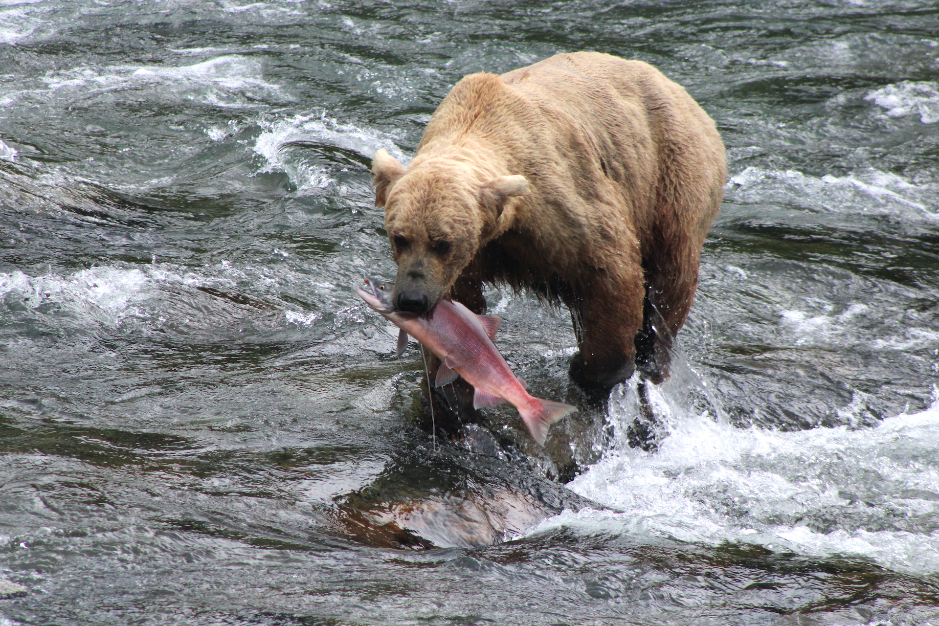 Brown bear standing in river. Water is flowing over boulders forming riffles. Bear is moving in direction of camera. Water drips off her fur. She holds a sockeye salmon in her mouth.