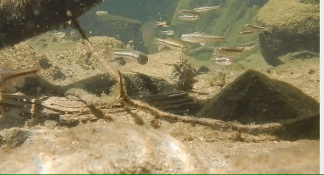GIF of small fish in a stream. Most of the fish are a few centimeters long and have a dark stripe from head to tail on their side.