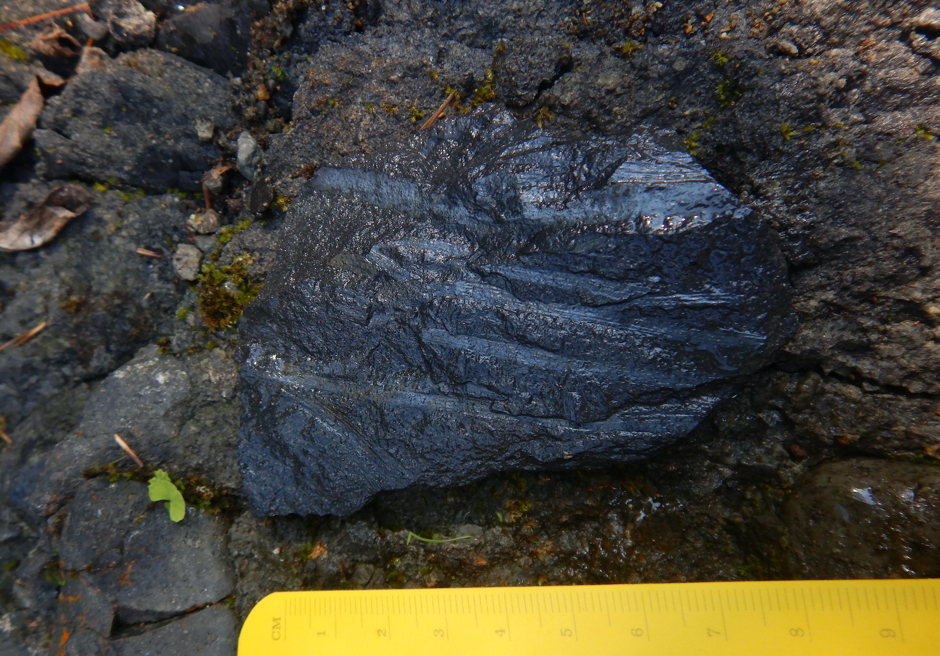 Rock containing plant fossils. The fossils are roughly parallel in the rock and trend horizontally in the photo. The rock with the fossils rests on other rocks. The scale at bottom is about 9 centimeters.