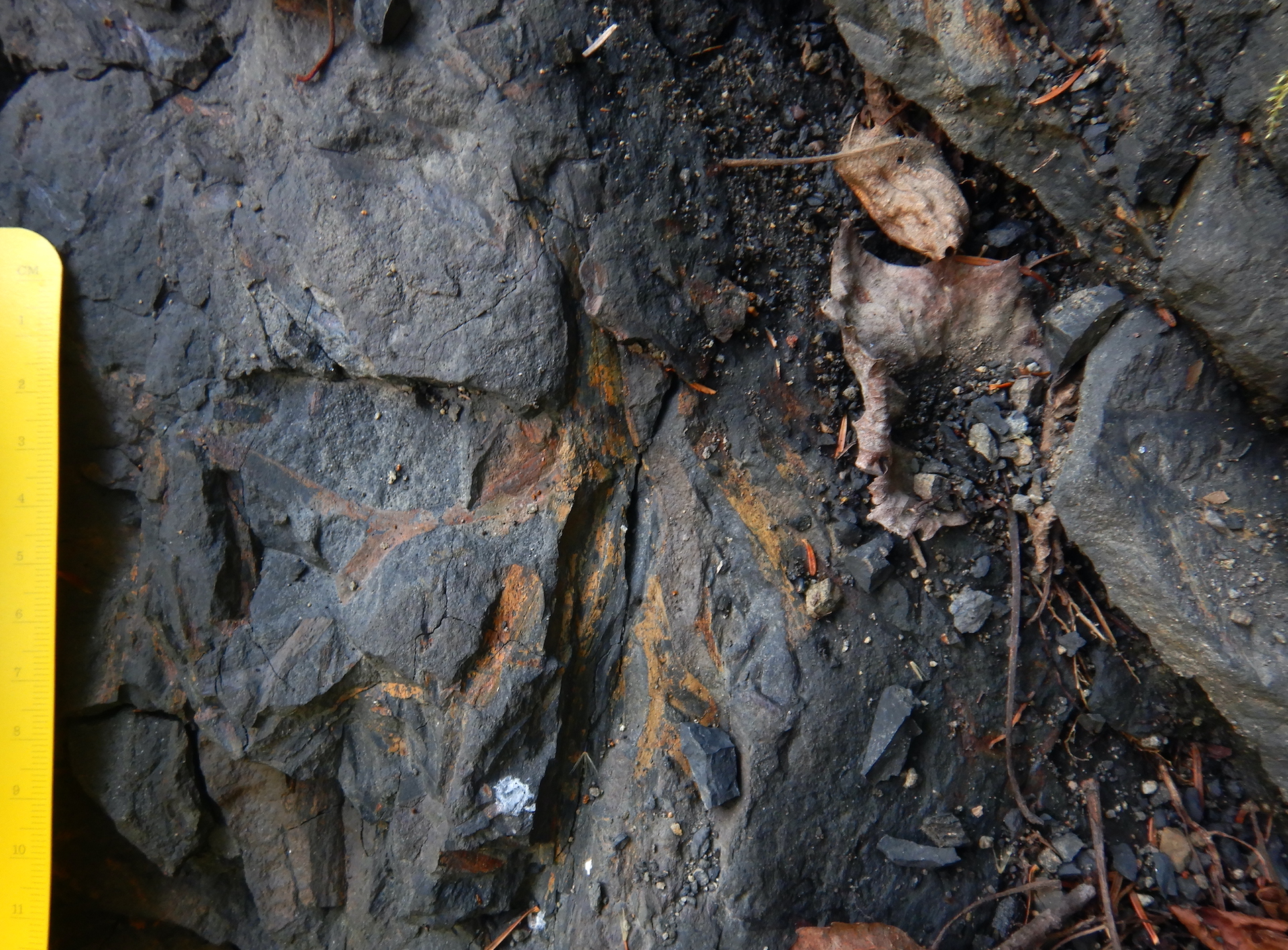 An in situ rock with a plant fossil. The rock is dark gray. The fossil is branched and rusty in color. The scale at left measures about 10 centimeters.