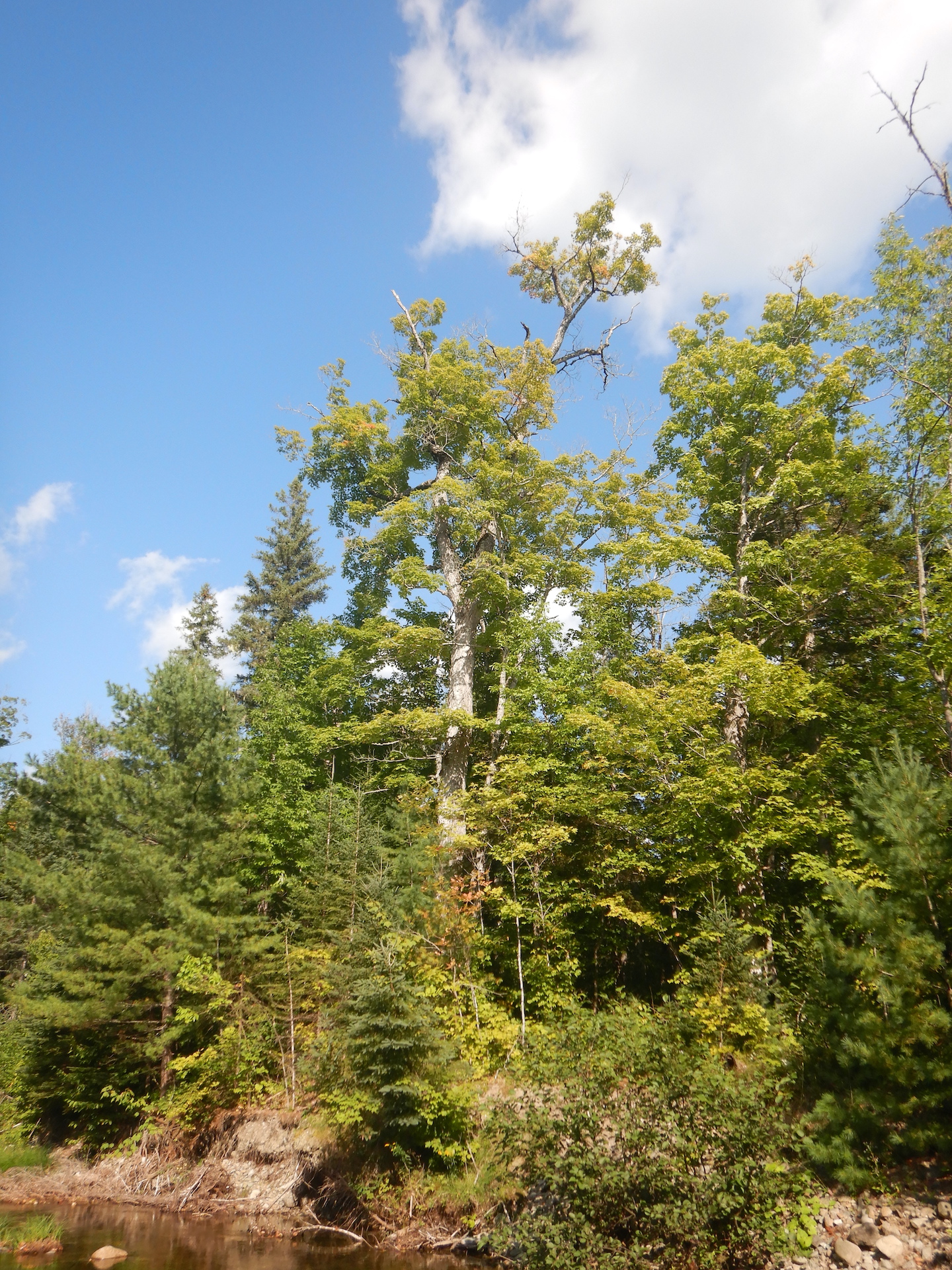 A large sugar maple stands at center of the photo. It is surrounded by other smaller statured trees in a dense forest.