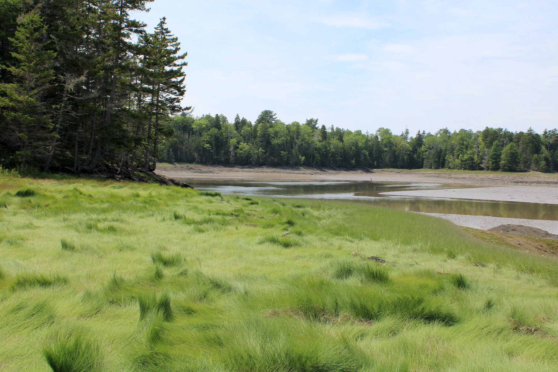 A grassy meadow in front of a mud flat. Trees form the horizon at center.