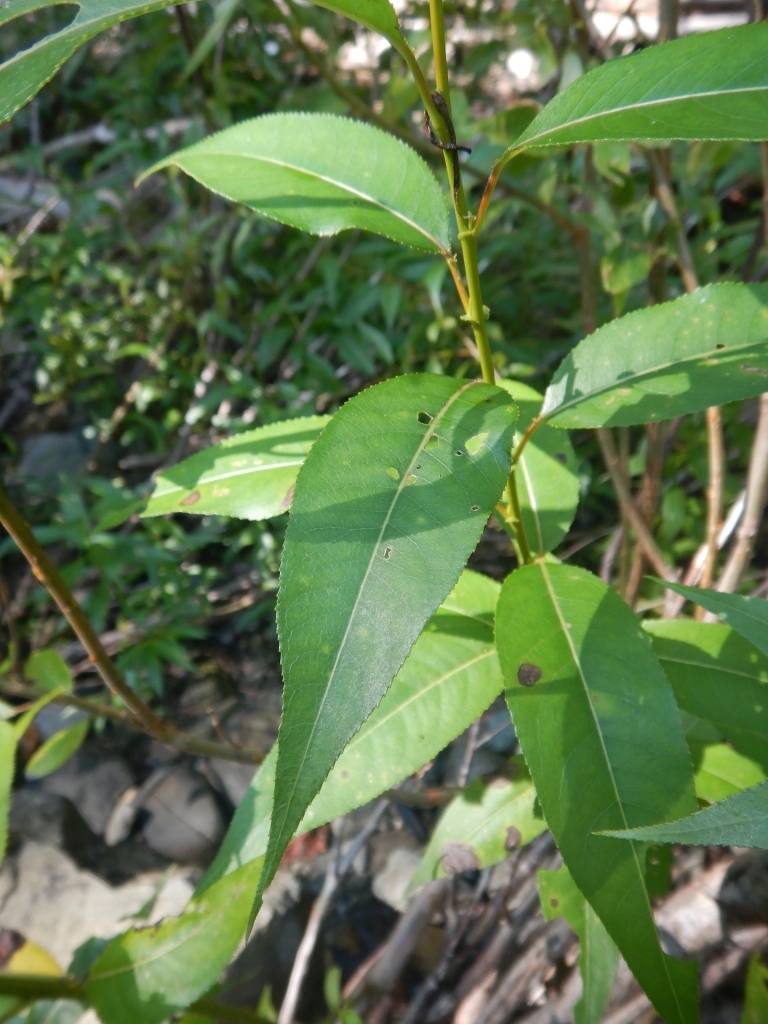 Close up photo of willow leaves. The leaves are arranged alternately on the stem and taper to a long, sharp point.