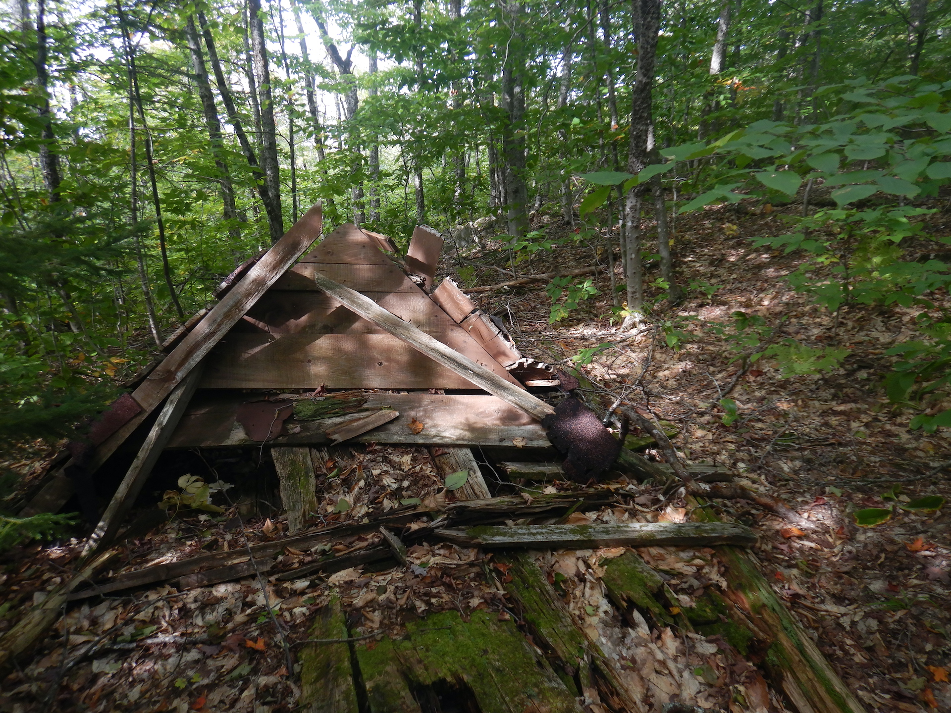 A collapsed cabin rests in the forest. Vegetation has yet to grow over the structure but the wood at the base in the foreground is rotted and moss covered. The rest of the structure forms a pyramid shape.