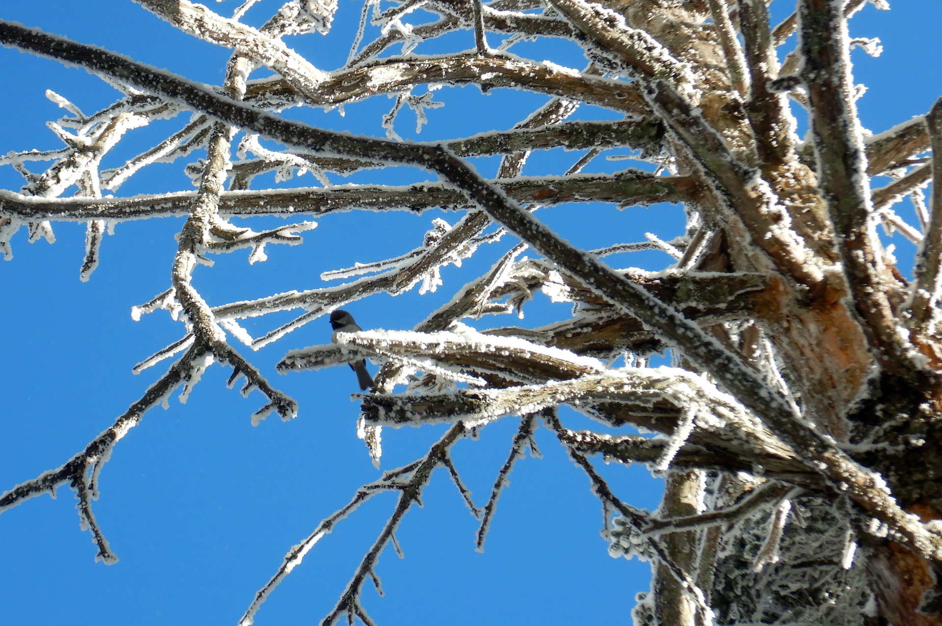 A boreal chickadee perches in a frost covered dead spruce tree. The bird is at left center. It has a brown cap with is diagnostic of boreal chickadees.