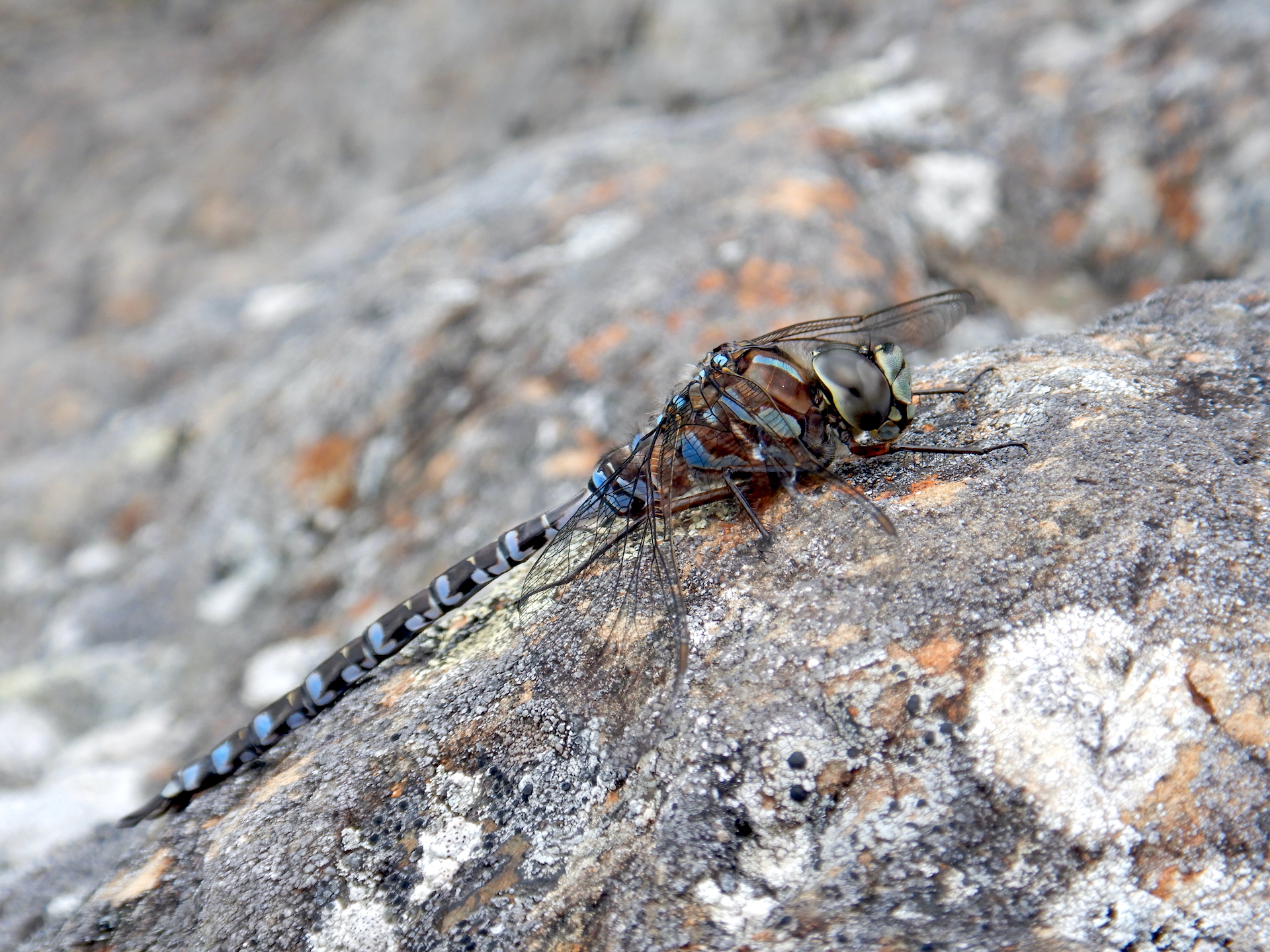 Close up view of a dragonfly. The insect rests on rock speckled with small crusty lichens. It has a blue-spotted abdomen and holds its wings flat parallel with the rock.