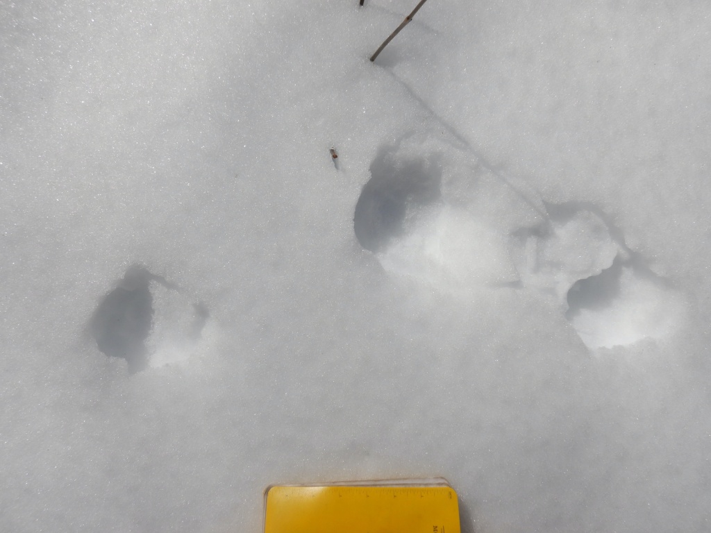 The 3x4 gait of a lynx in snow. Photo is taken from directly above tracks looking down. The tracks are several inches in width and length.