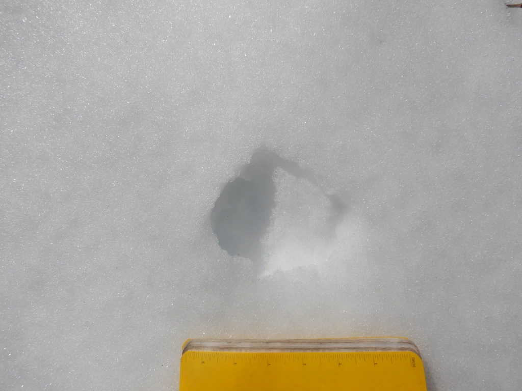 A single lynx track. Photo is taken from directly above it. The notebook at bottom is about 7 inches long.