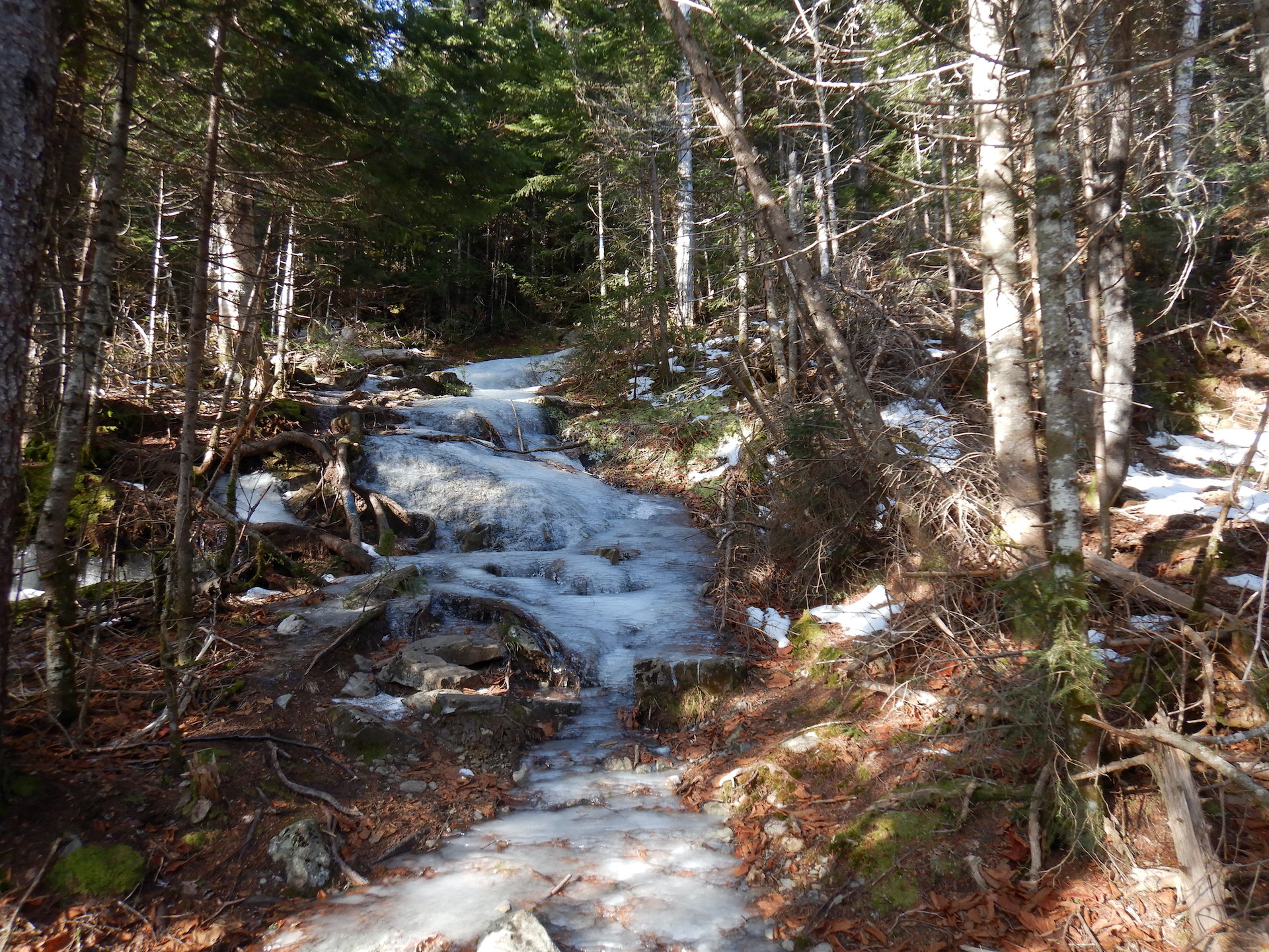 A trail ascends through a thick forest. The trees are generally less than 6 inches in diameter and grow closely together. The trail is covered in ice like a steep stream that has frozen. About 30-40 feet of the trail is visible before it disappears at center.
