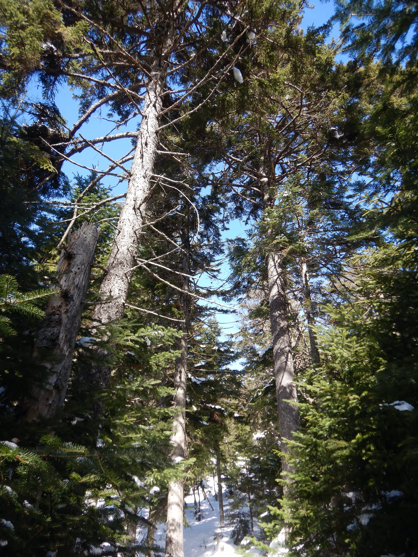 Portrait view of forest. Spruce and fir trees fill the scene with spruce growing the tallest. A narrow trail is visible at bottom center.