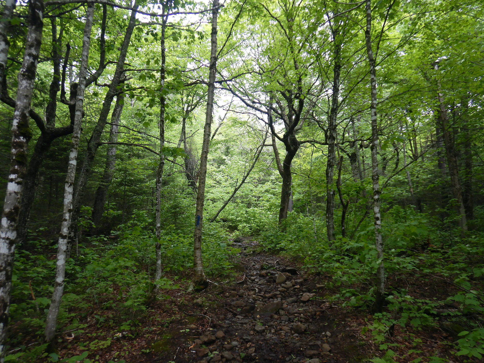 A rocky trail disappears into a green forest. Trees with bright green leaves obscure the sky. The understory is also thick with green plants.
