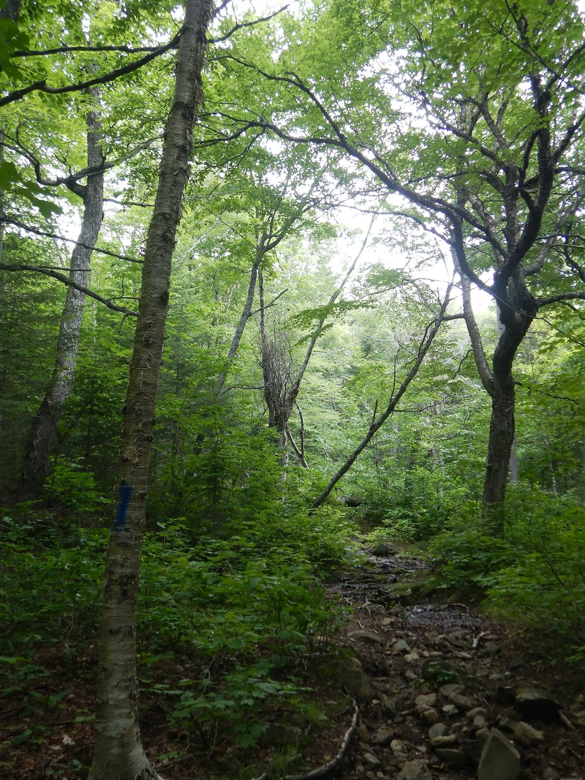Portrait view of rocky trail through a green forest. The trail starts at lower right and disappears at center.Trees with bright green leaves obscure the sky. The understory is also thick with green plants.