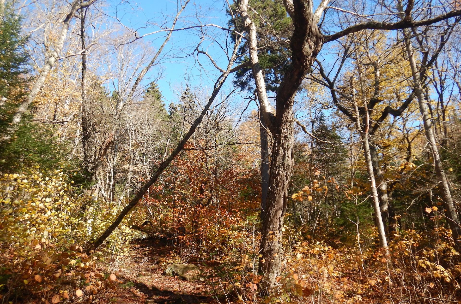 Landscape view of rocky trail through a forest. The trail starts at bottom center and disappears at left of center. The canopy is mostly bare of leaves. The leaves that remain are mostly yellow. A larger tree bisects the image from top to bottom.