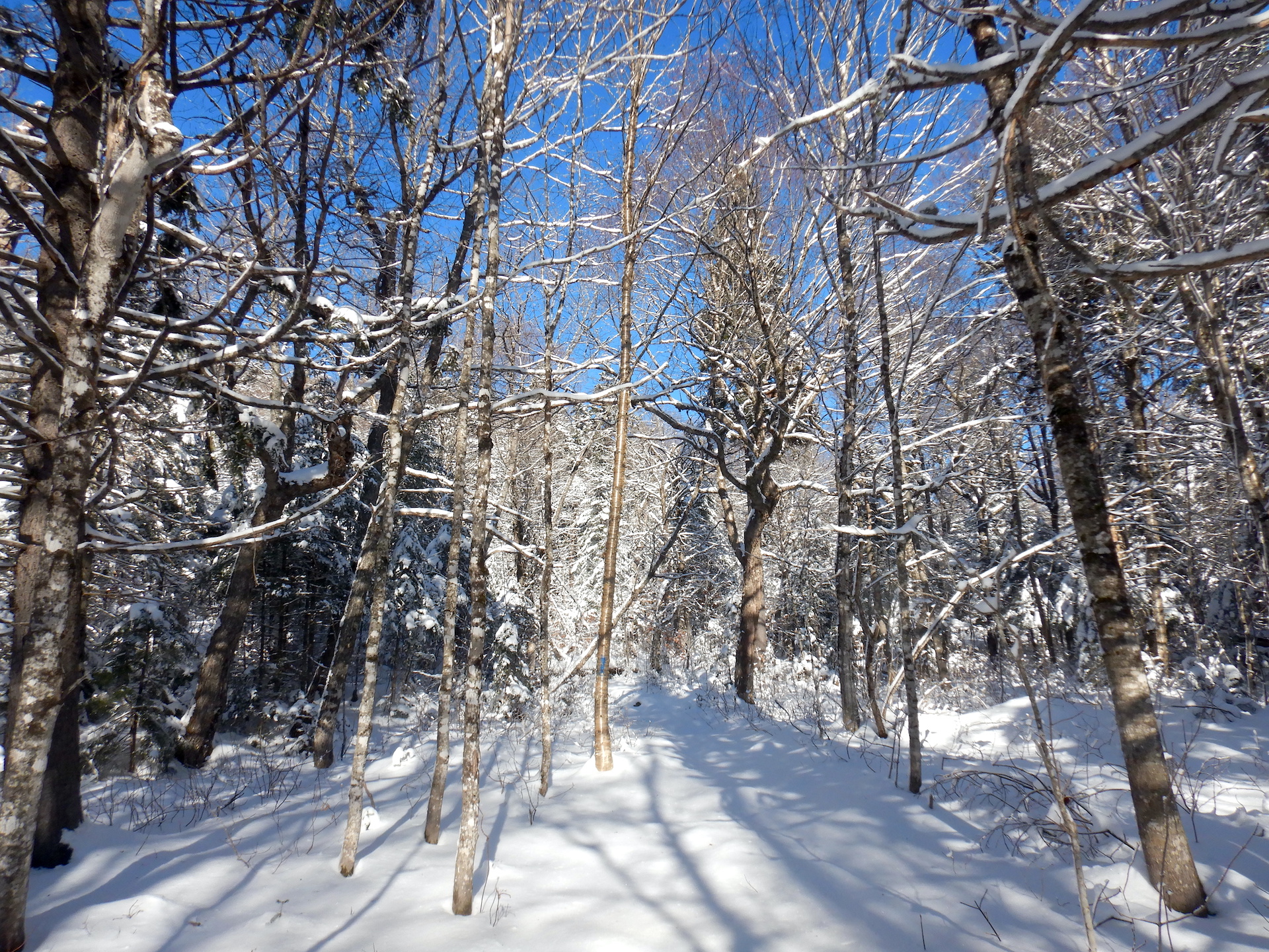 view of snowy forest. The trees are mostly deciduous and bare of leaves. Snow covered the ground.