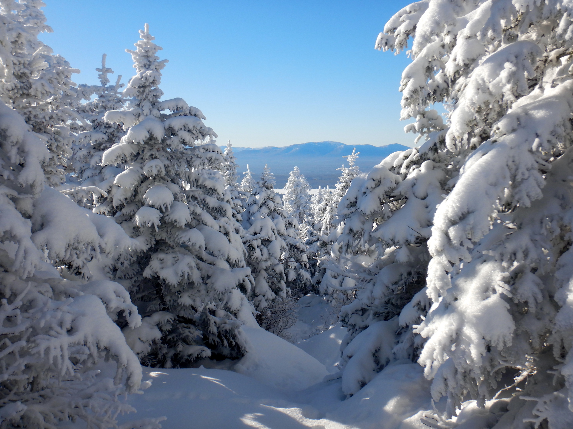 View of snowy conifer trees looking toward mountains on a far horizon. The trees are pyramidal in shape and their branches are covered in thick snow. The ground is fully snow covered. A blue sky fills the upper half of the photo.