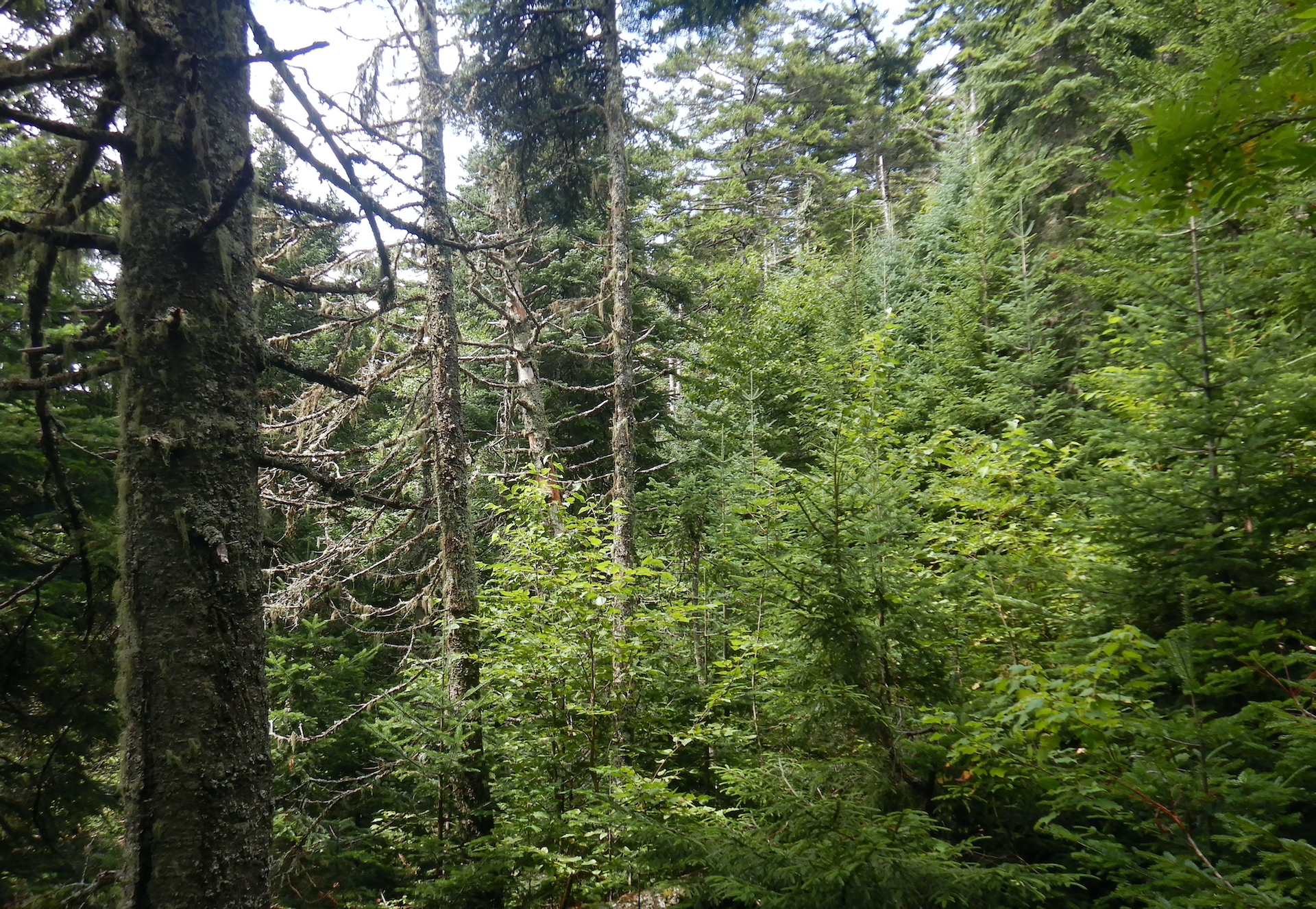 View of forest that is a mix of young and old spruce and fir trees. Dead standing trees are among them. A large trunk is at left.