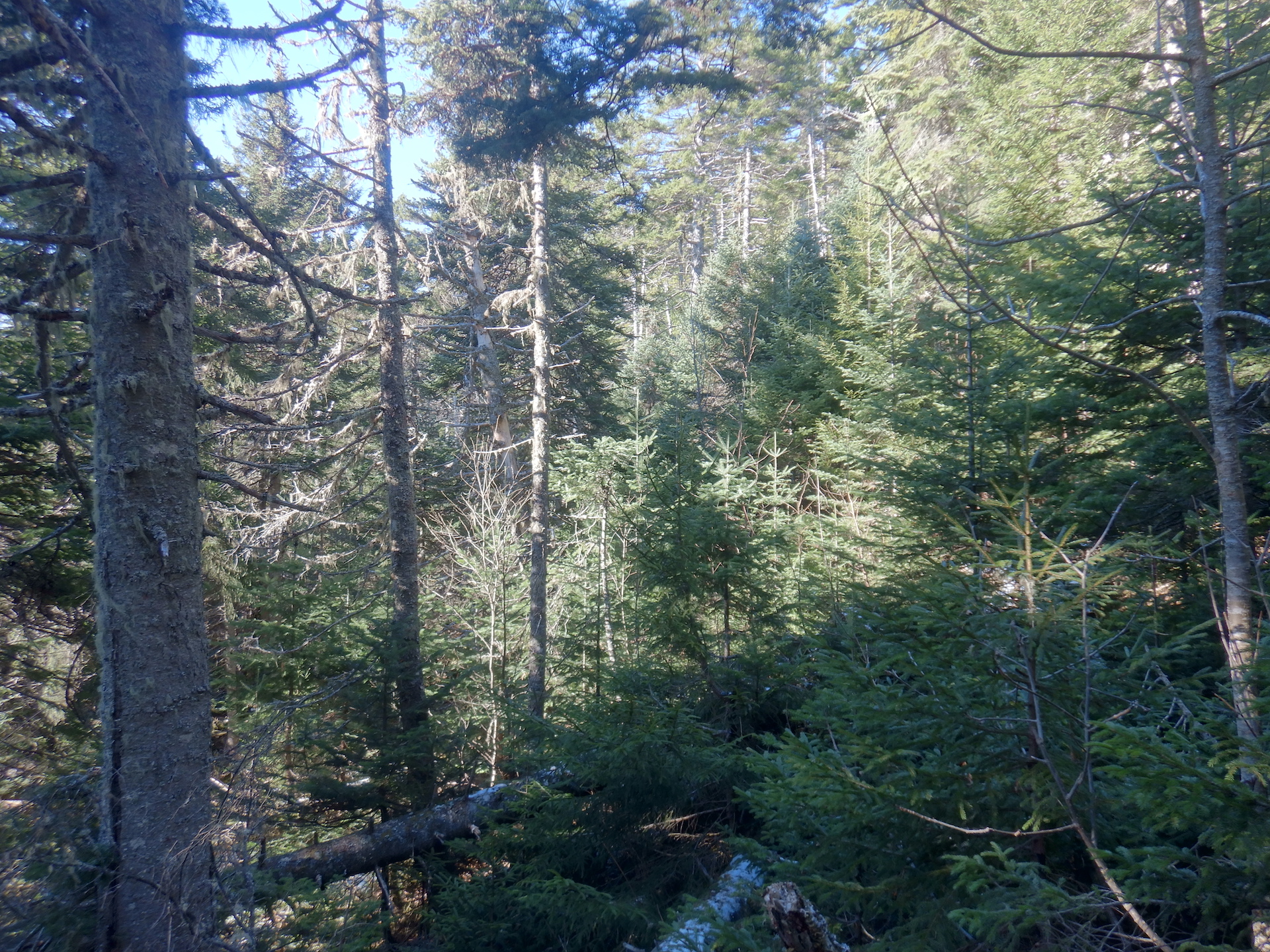 View of forest that is a mix of young and old spruce and fir trees. Dead standing trees are among them. A large trunk is at left. Tiny patches of snow sit on fallen tree trunks.