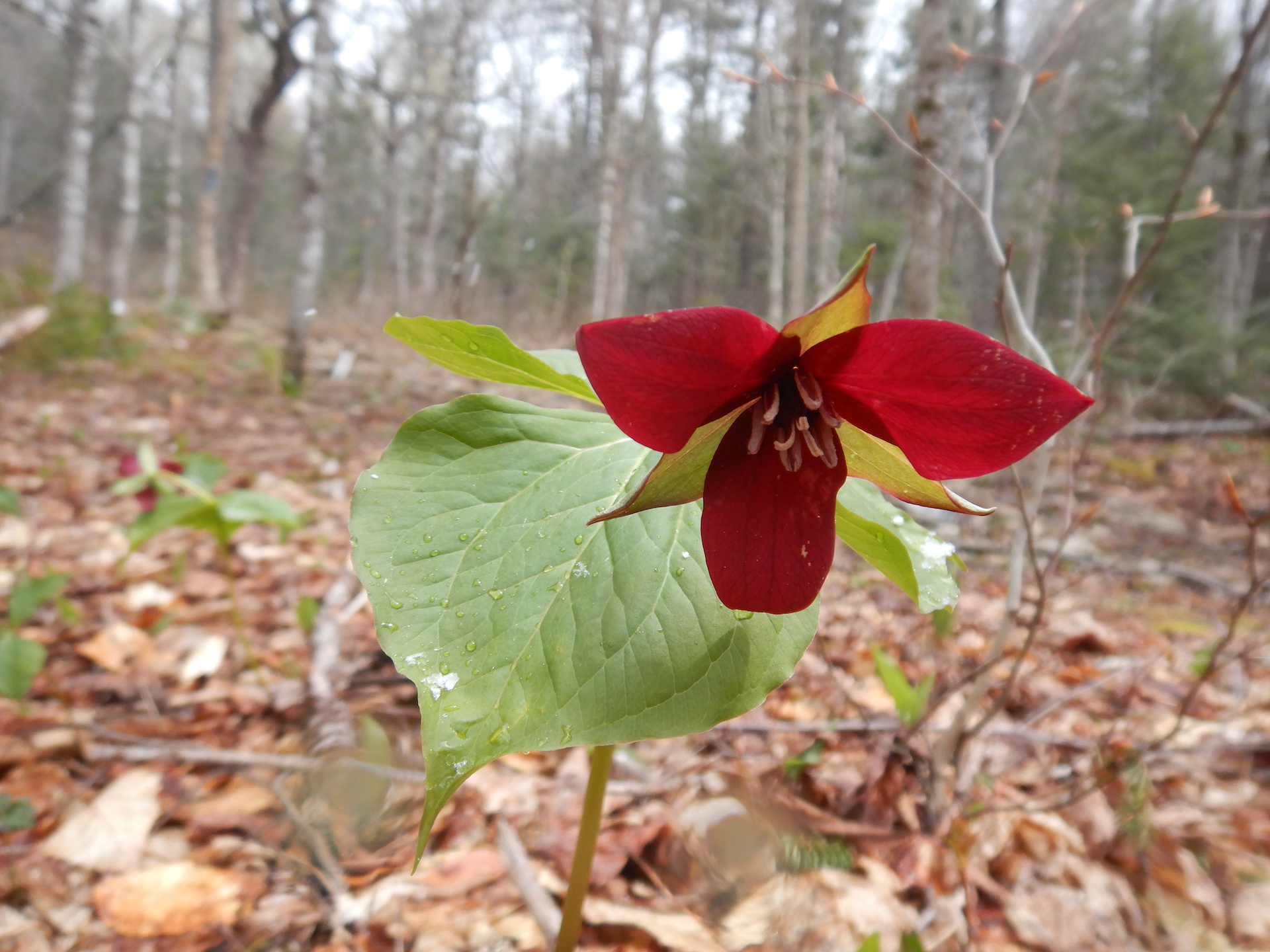 Close up photo of flower in deciduous forest. The flower petals face the camera. The three petals are maroon.