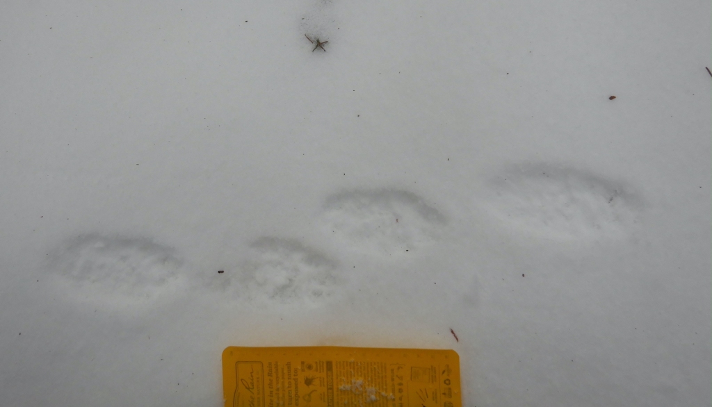 A set of fisher tracks in the snow. Four tracks are visible. The fisher moved from left to right. The yellow notebook at bottom center is ~17 cm wide.