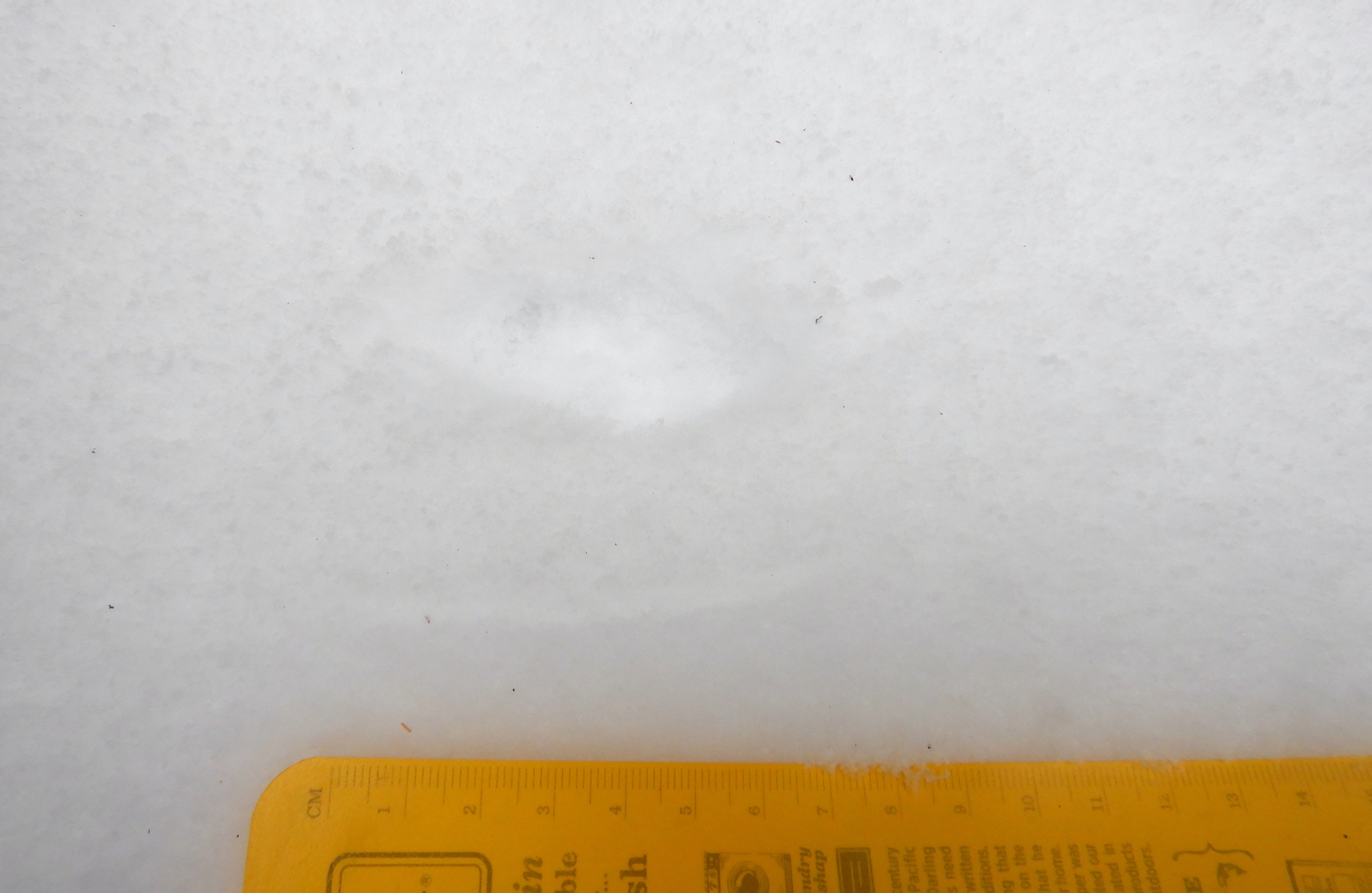A single set of long-tailed weasel tracks. They make a single depression in snow in the center of the photo. A light slash is visible beneath the weasel prints. The width of the yellow notebook at bottom is about 15 cm.