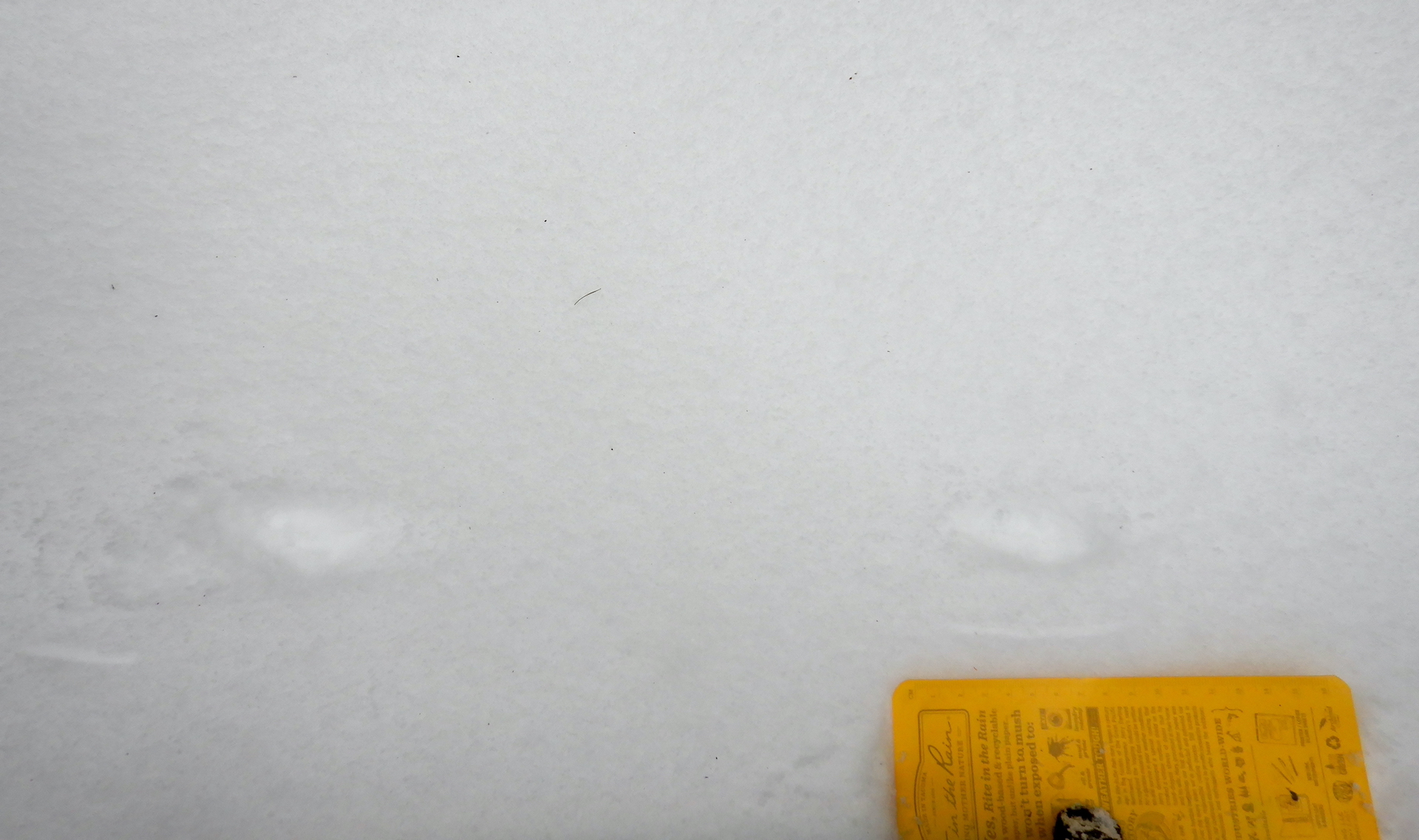 Two sets of long-tailed weasel tracks. Each set makes a single depression in snow. A light slash is visible beneath the weasel prints. The width of the yellow notebook at bottom is about 17 cm.